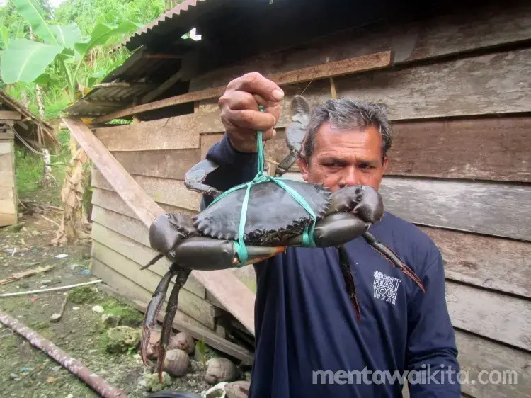 Crab Hunting and Mangrove Forest Protection (bahasa Indonesia